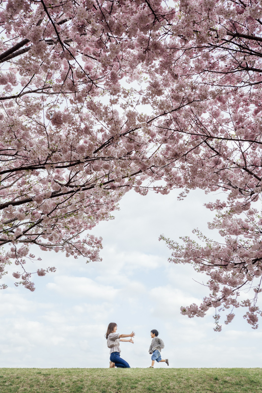 桜　写真
